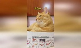 娱乐吃瓜猫,揭秘娱乐圈那些不为人知的幕后故事